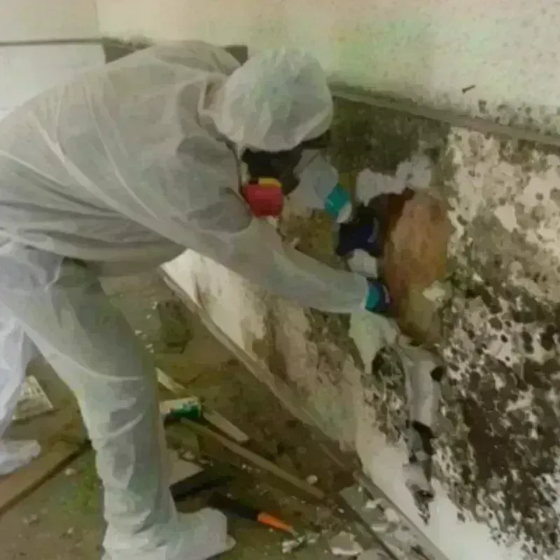 Mold Remediation and Removal in Bucyrus, OH